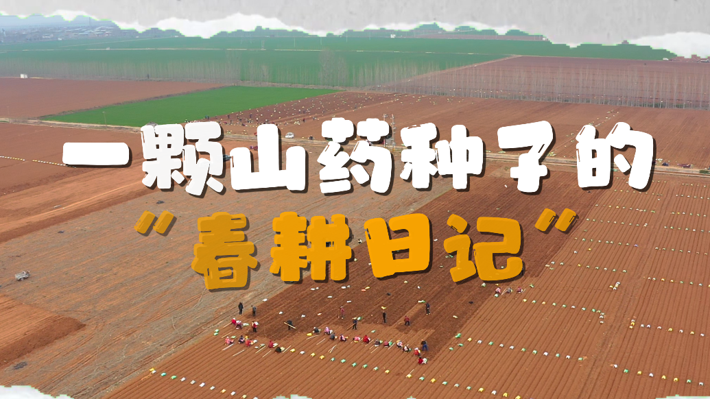 一颗山药种子的“春耕日记”