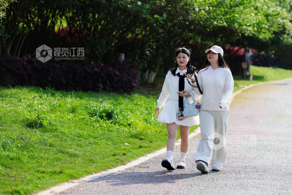 2026年4月5日，江西省吉安市生态公园一大片木绣球映入眼眶，它们一团团、一簇簇地绽放，宛如冰淇淋种在了枝头。