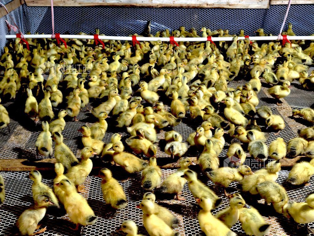 江西分宜：林下养鸭铺就生态致富路（图）