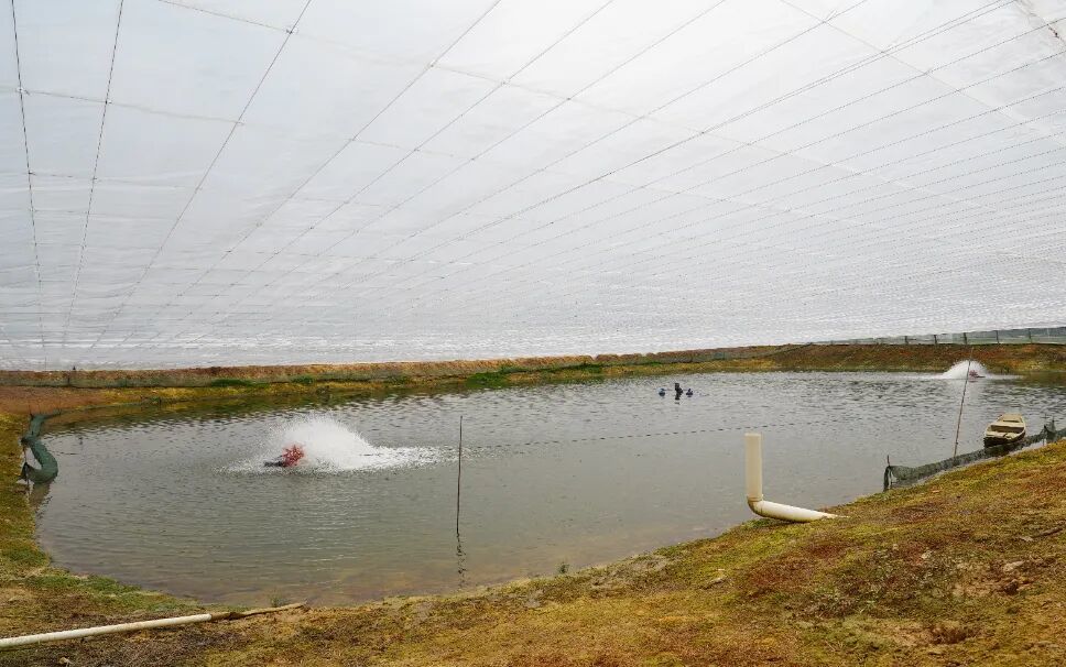 图：范湖合创捷泰国笋壳鱼苗基地