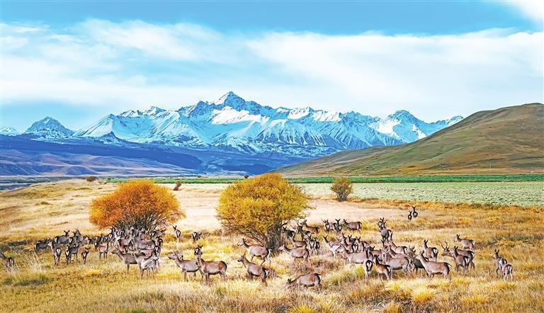 《鹿鸣夏日塔拉》　新甘肃&middot;甘肃日报特邀通讯员　杨再宏