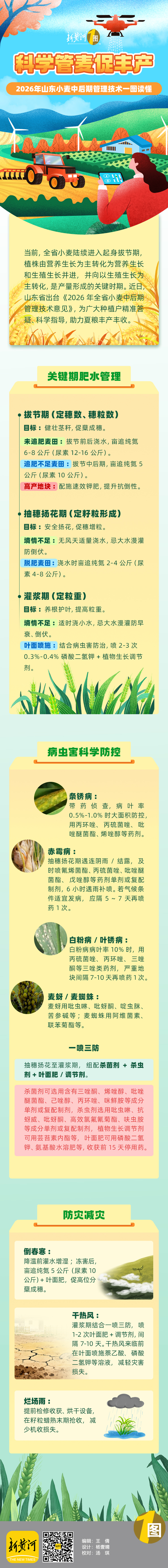 科学管麦促丰产！2026年山东小麦中后期管理技术来啦