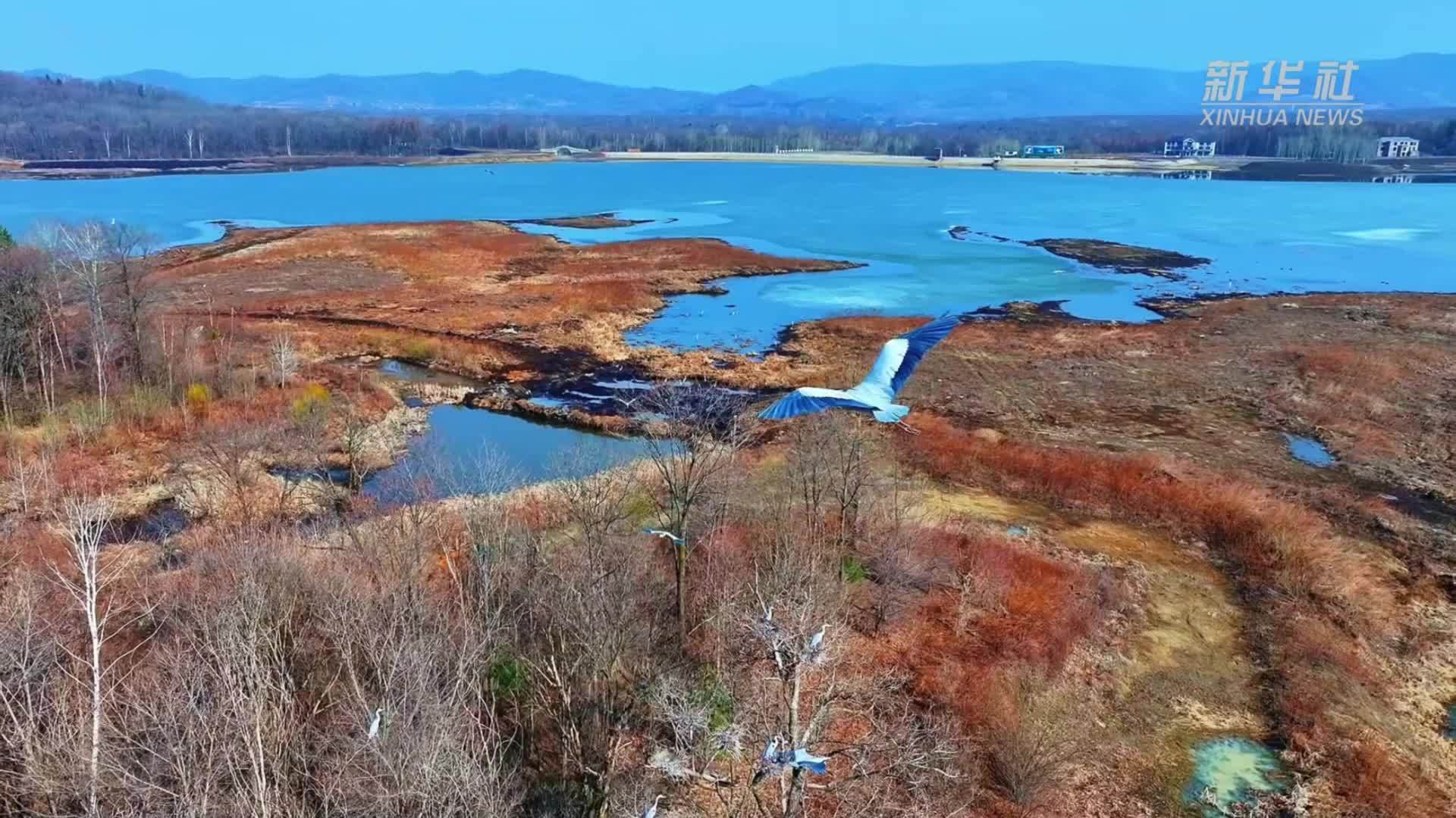 吉林靖宇：迎来大批北归苍鹭