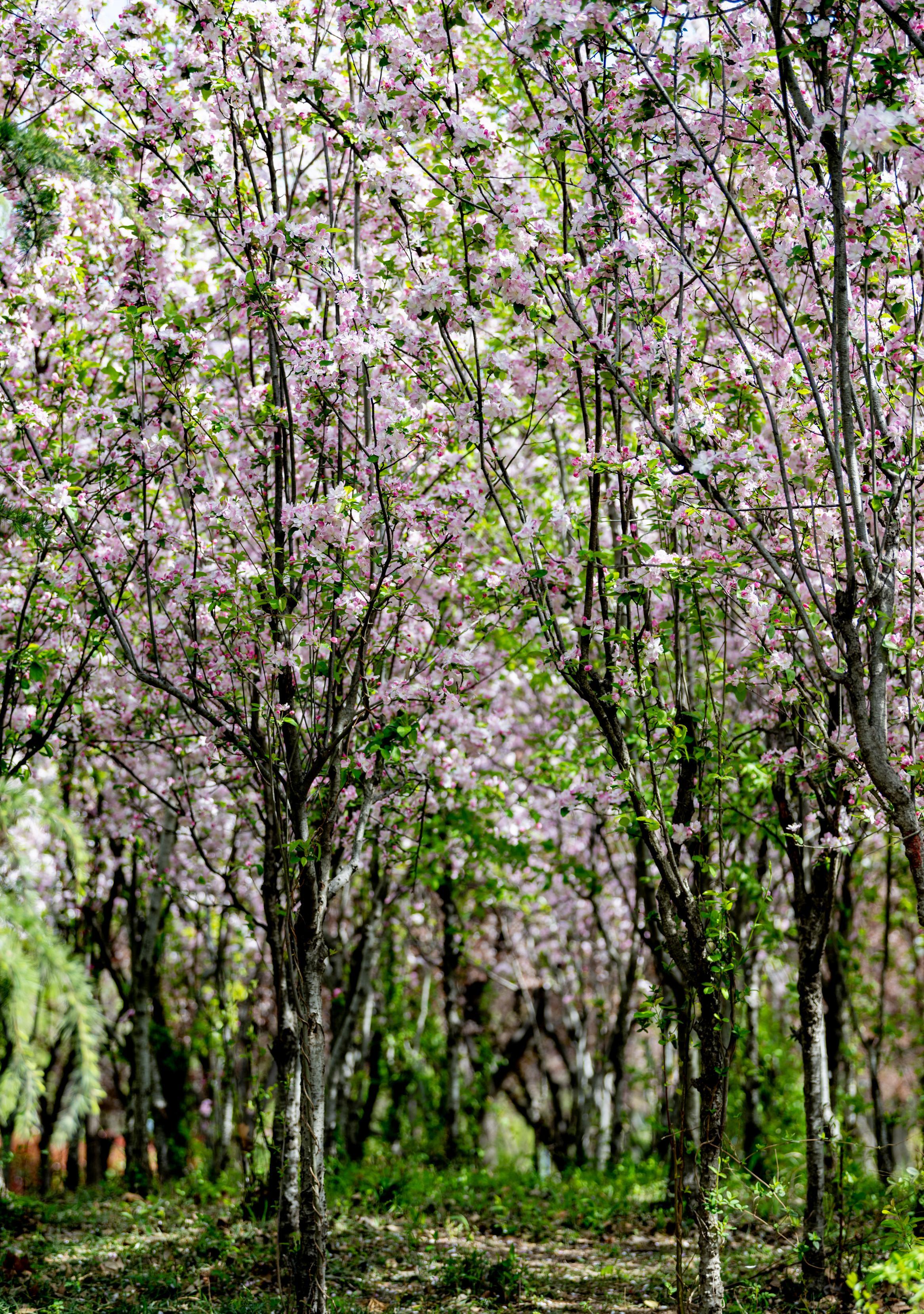 春风裹着海味掠过日照，沙墩河畔的海棠便开成了云霞。刘晶 摄