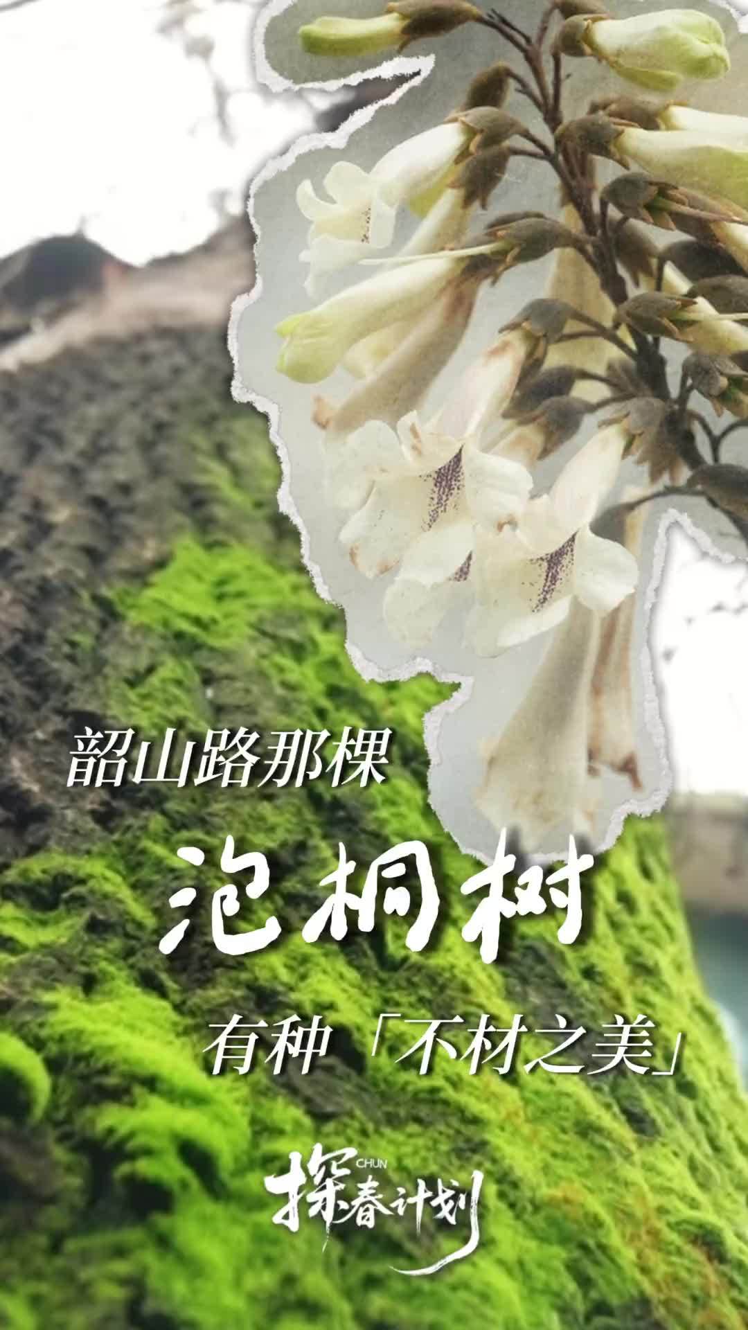 韶山路那棵泡桐树有种不材之美