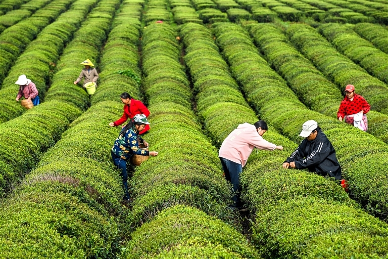 樟树：清明采茶忙（图）