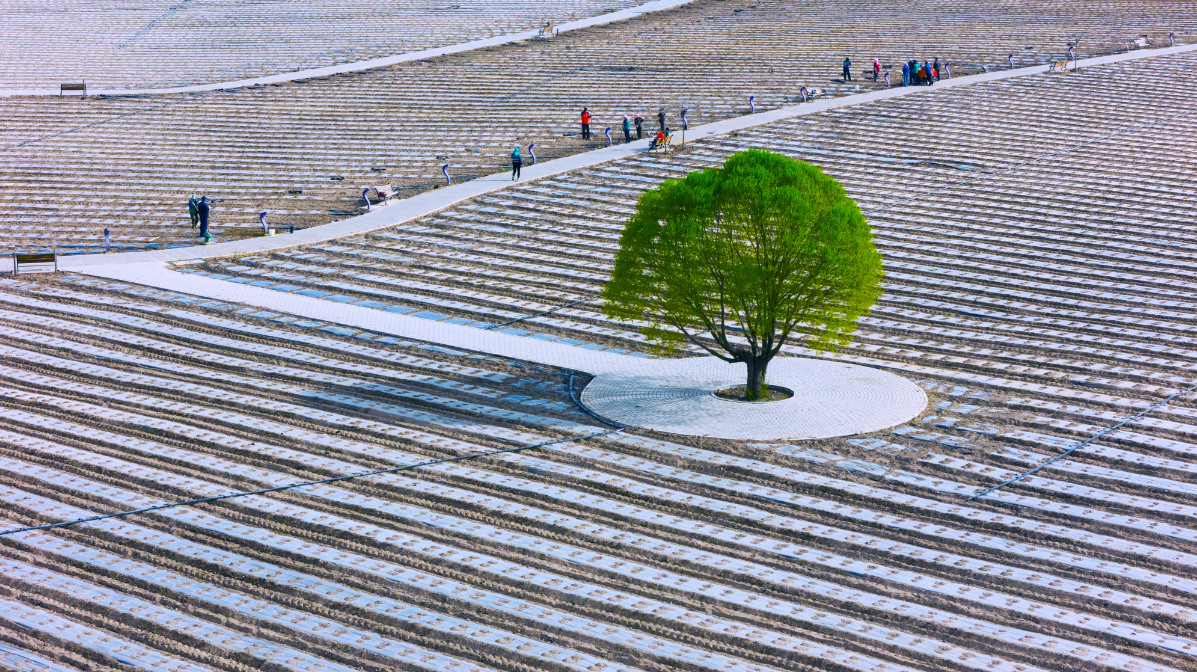 △ 紫金苑景区花卉种植覆膜工作已经完成四分之三
