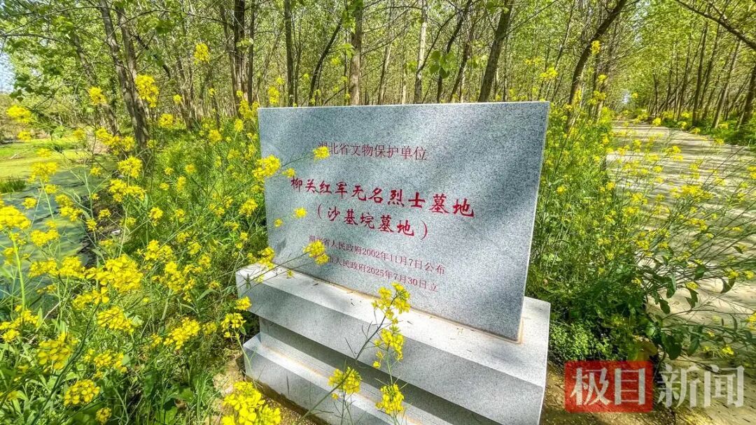 4月4日，柳关红军无名烈士墓地（沙基垸墓地）春花烂漫。（极目新闻记者 黄志刚 摄）.jpg