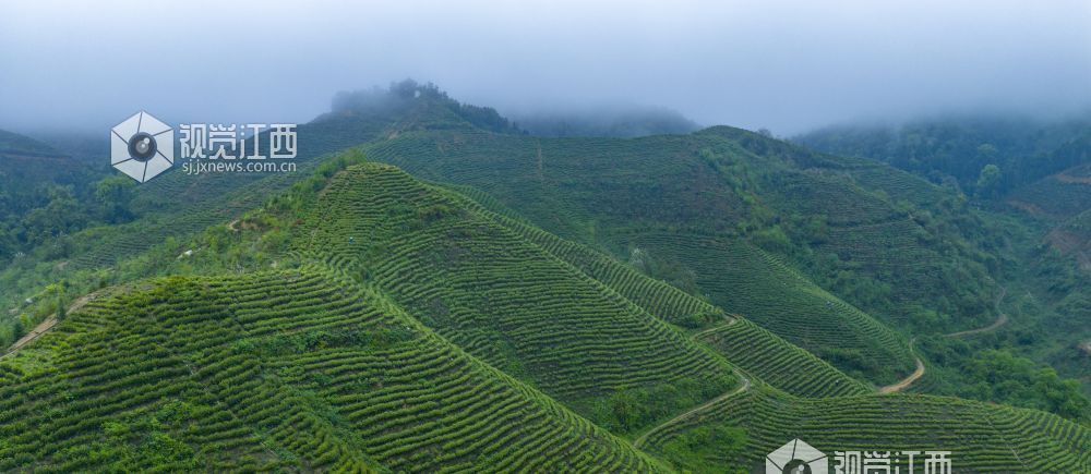 春风送暖,茶香满园。眼下正值春茶采摘的黄金时节,吉水县乌江镇余江村的千亩生态茶园里,漫山遍野的茶树吐露新芽,翠绿欲滴,茶农们穿梭在茶垄间,开启了一年一度的春茶采收工作,勾勒出一幅春日丰收的美丽画卷。
