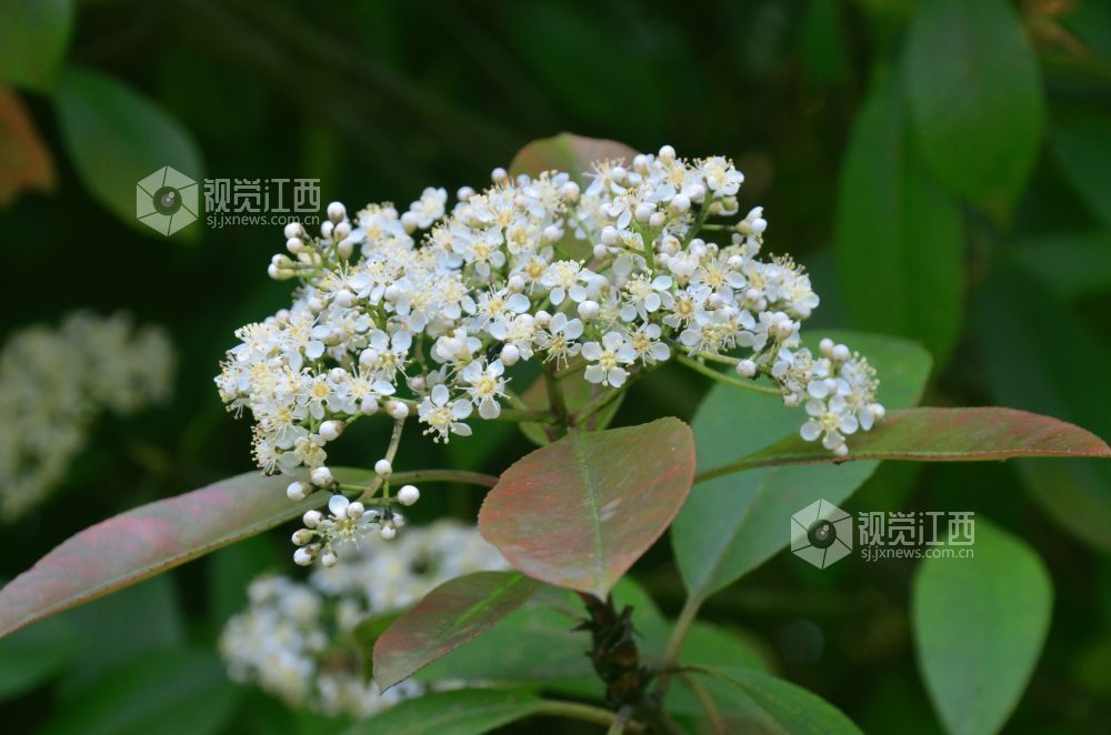 4月10日，在江西省吉安市永新县沿江路，缀满枝头的石楠花花团锦簇。