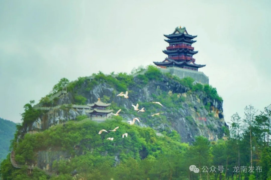 龙南县:白鹭赴春约 春耕正当时(图)