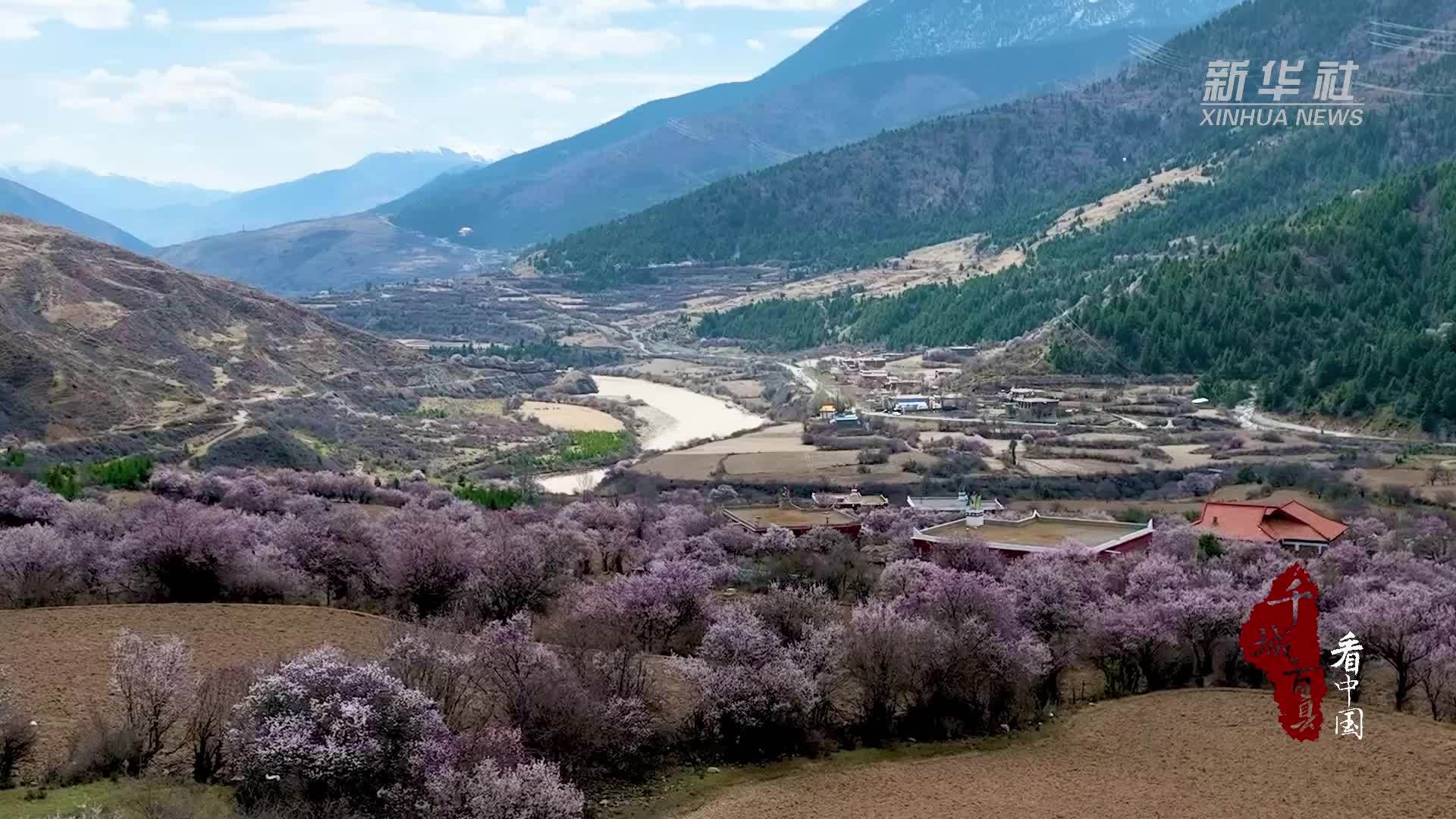 千城百县看中国·赏花季丨四川道孚：高原杏花盛 文旅活动热