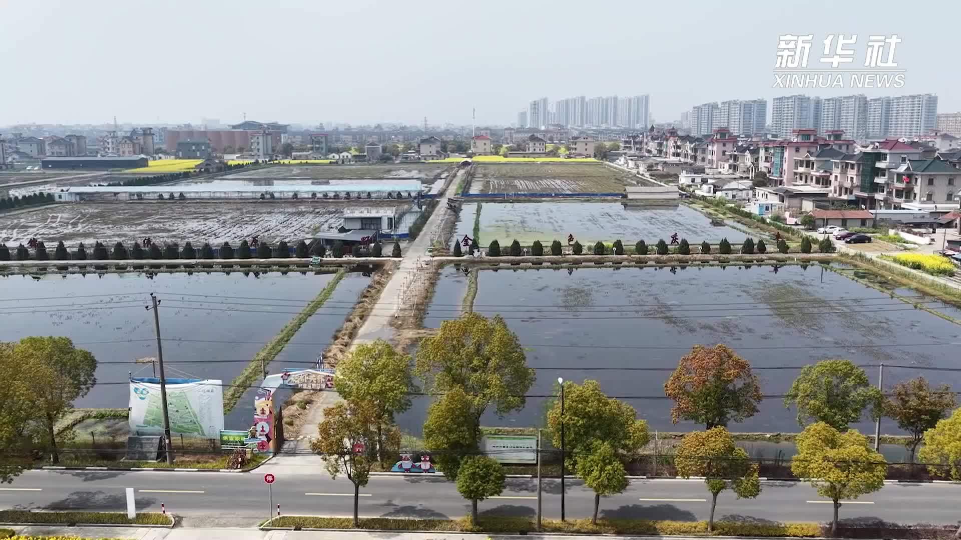 浙江杭州：稻虾共生特色产业助力农户增收