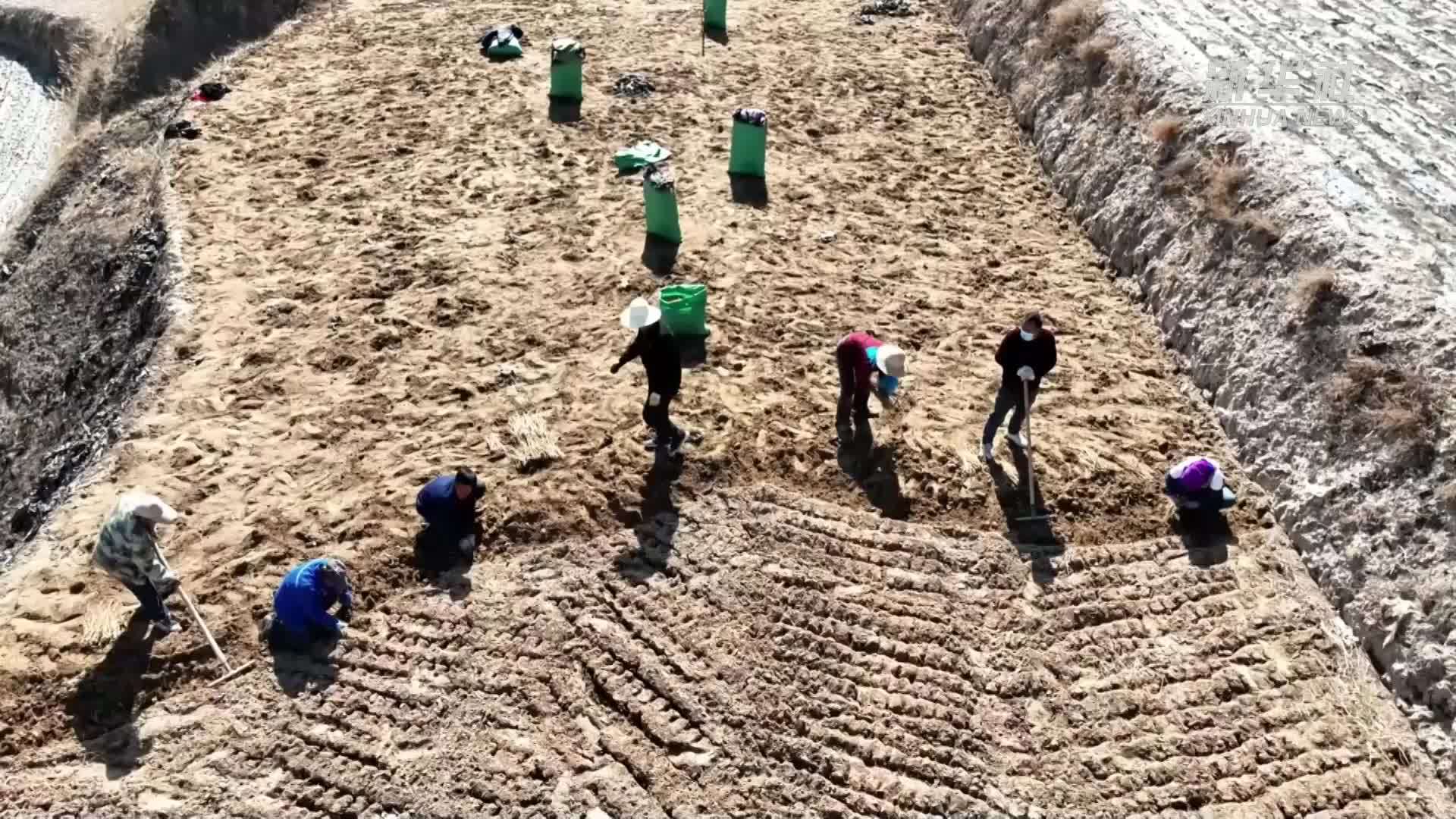 甘肃陇西：“三分田”带动中药材种苗繁育