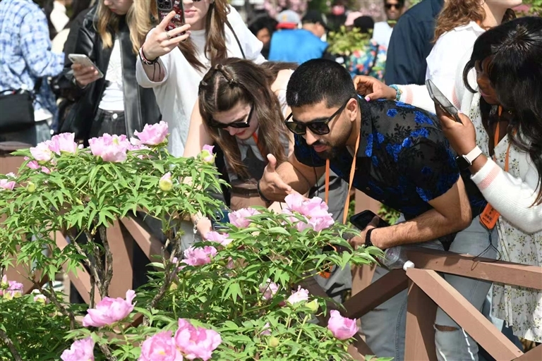 外国游客在国家牡丹园赏牡丹。张光辉 摄