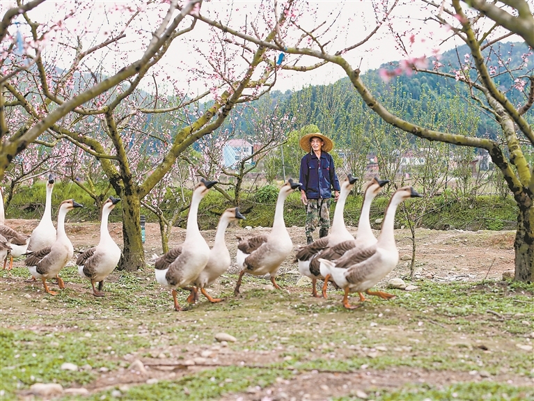 广昌县：林下养殖促增收（图）