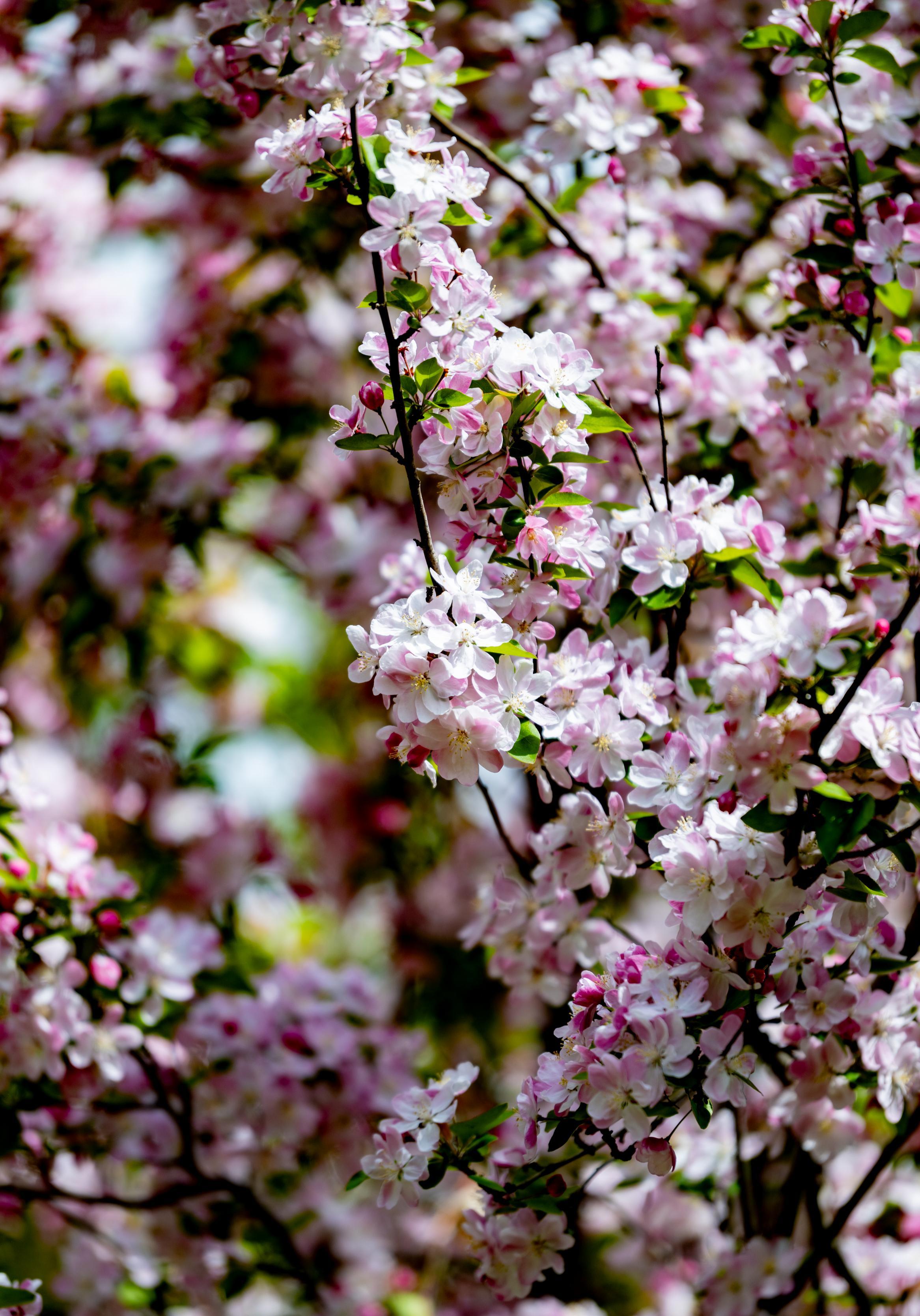 海棠花盛开时，满树繁花，令人心旷神怡。刘晶 摄