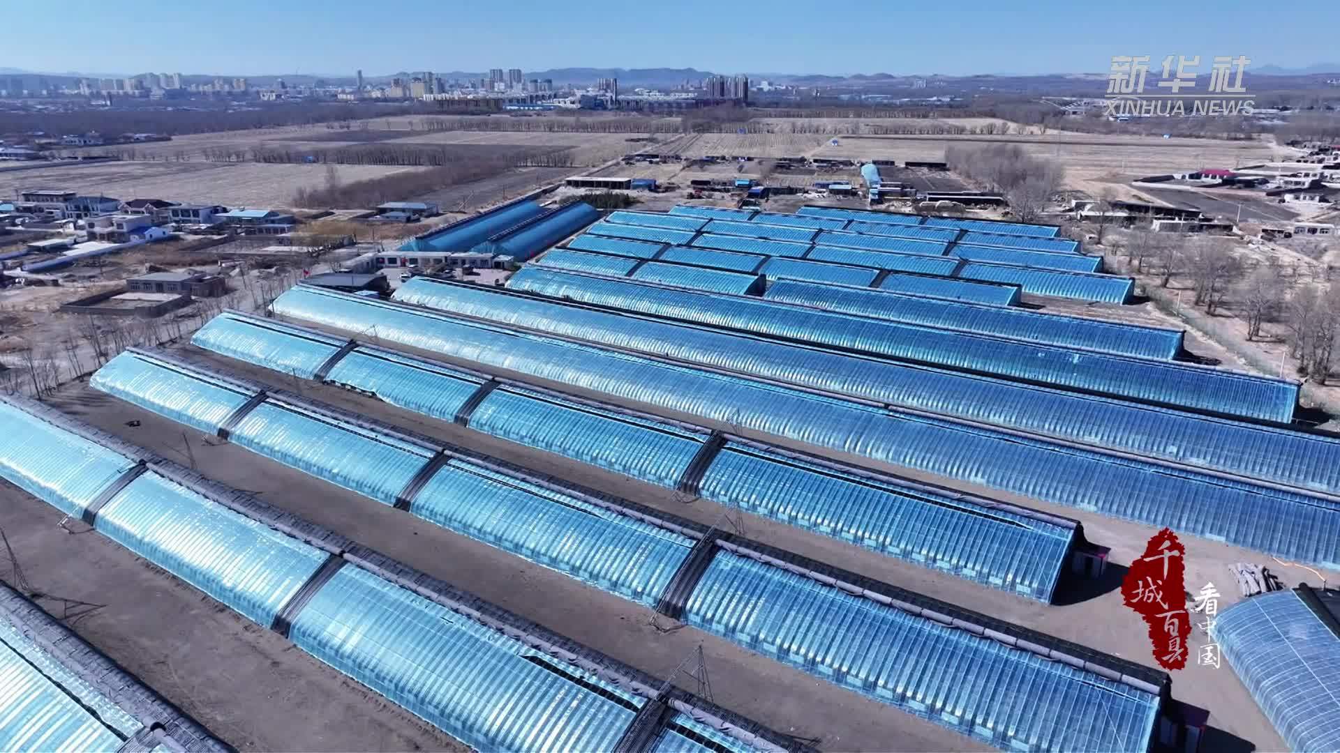 千城百县看中国｜内蒙古：大棚樱桃抢“鲜”上市