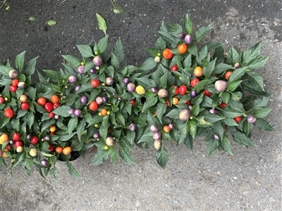 花鸟市场的五彩椒盆栽正在售卖中