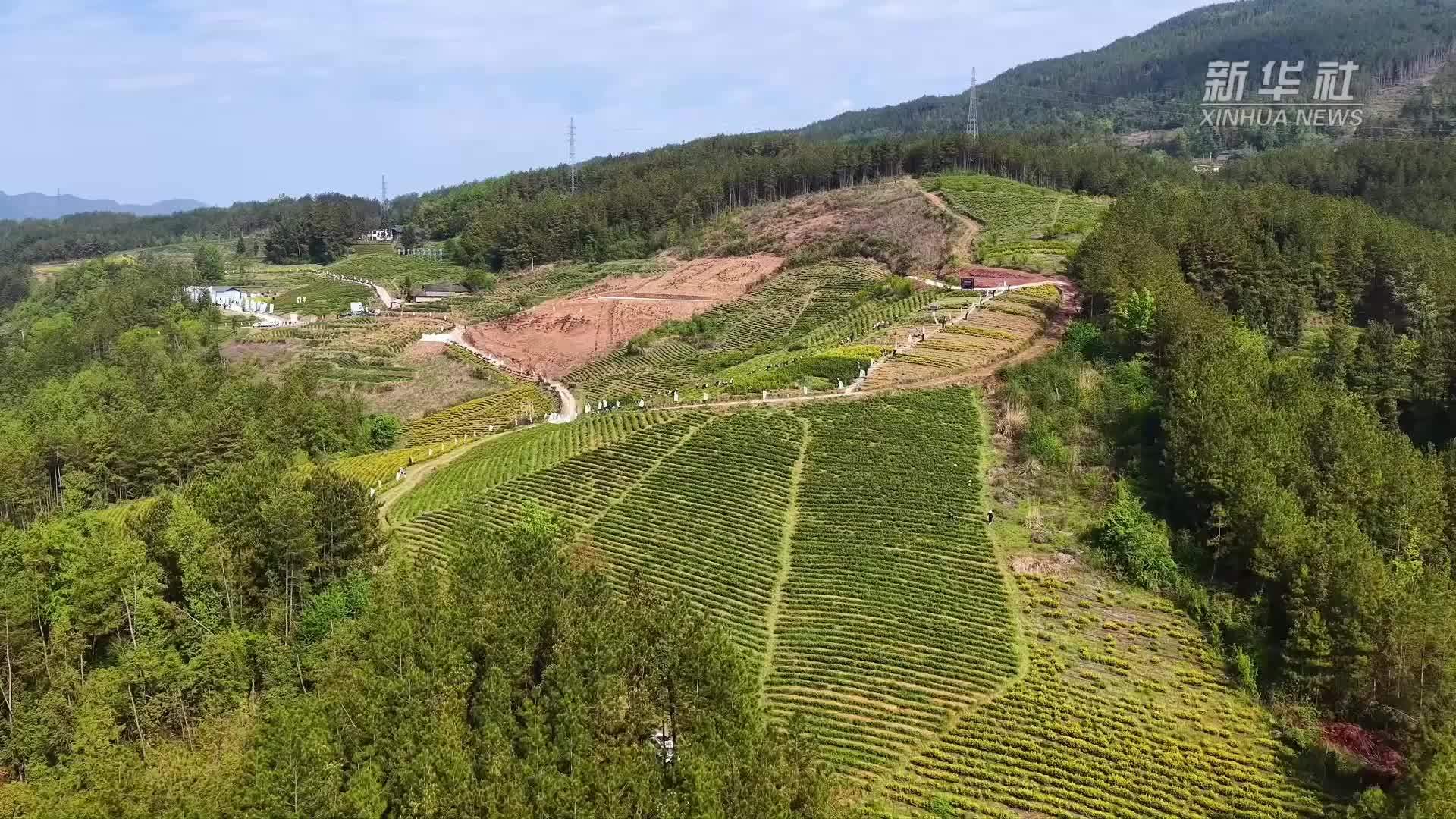 重庆奉节：春茶开采促就业