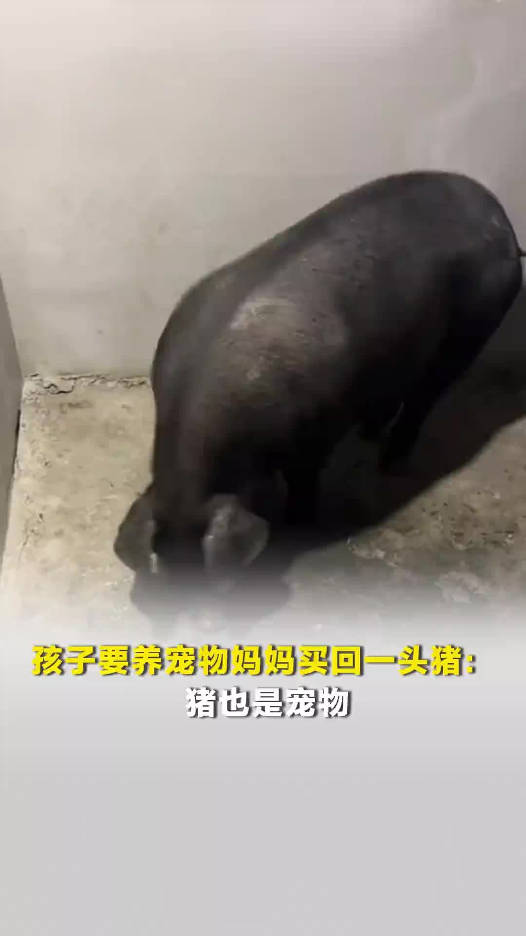 孩子要养宠物妈妈买回一头猪：猪也是宠物，养大了还能过年吃
