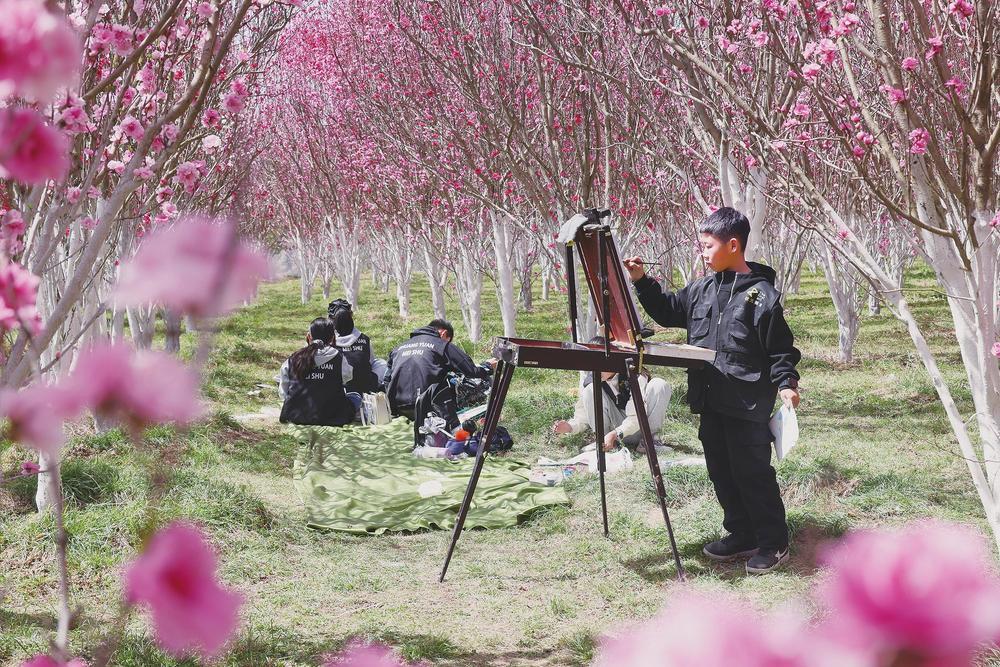 清明时节，西峰区温泉镇八里庙村太一农庄丽桃花竞相绽放，吸引了不少游客前来踏青赏景、拍照打卡、写生创作，尽享春日美好。新甘肃&middot;甘肃经济日报通讯员　盘小美　摄