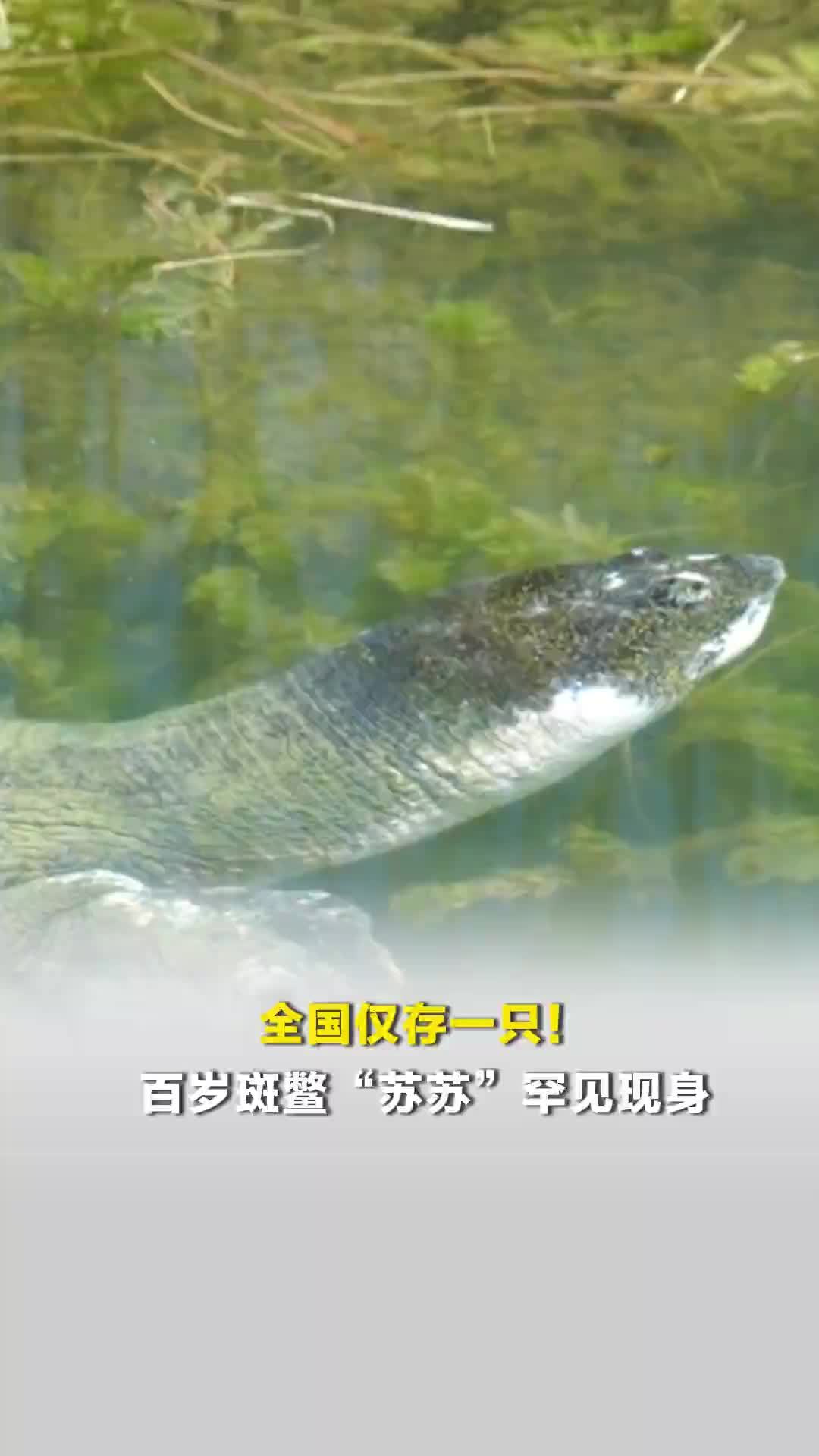 全国仅存一只！百岁斑鳖“苏苏”罕见现身，园方：天气回暖，偶遇苏苏几率变大