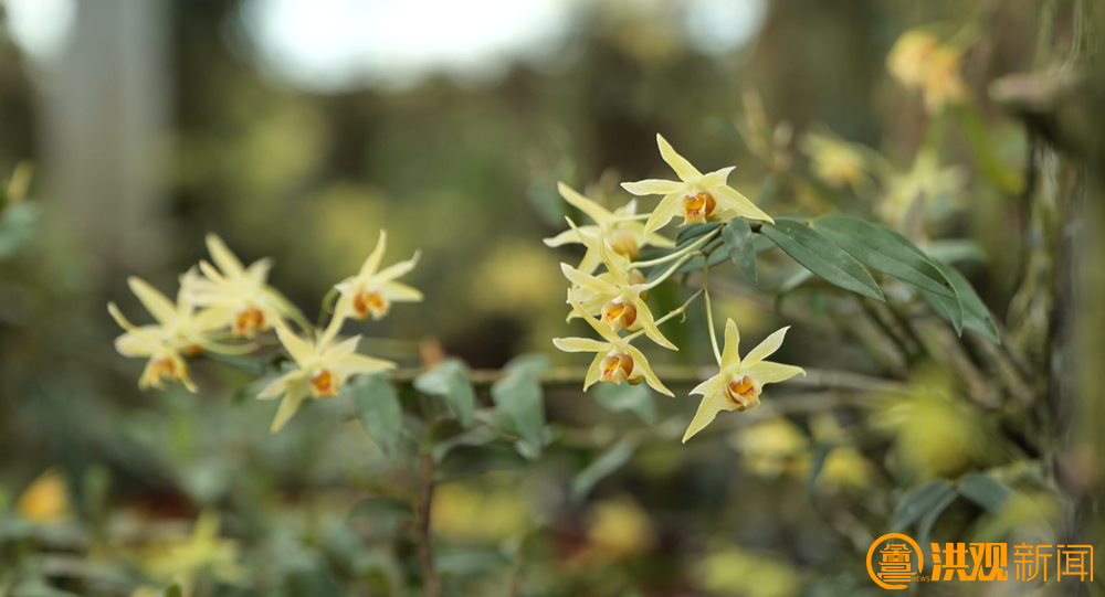 铁皮石斛生态种植园(资料图)