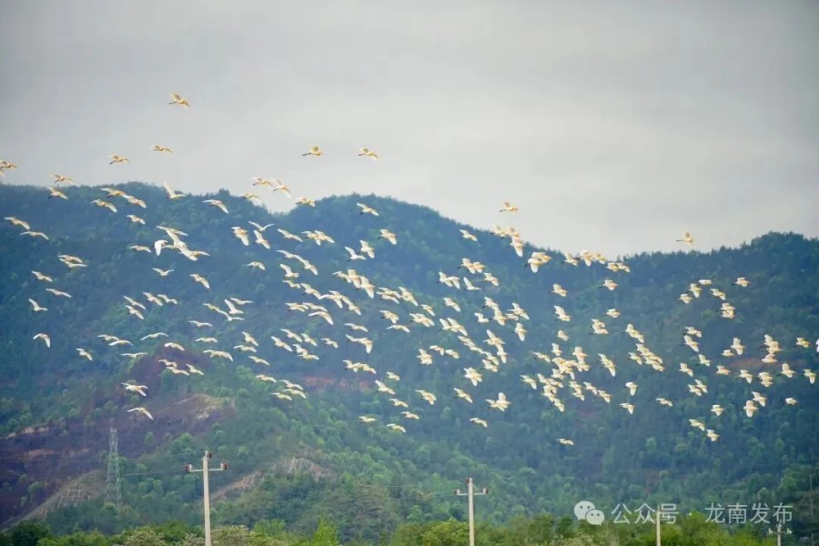 龙南县:白鹭赴春约 春耕正当时(图)