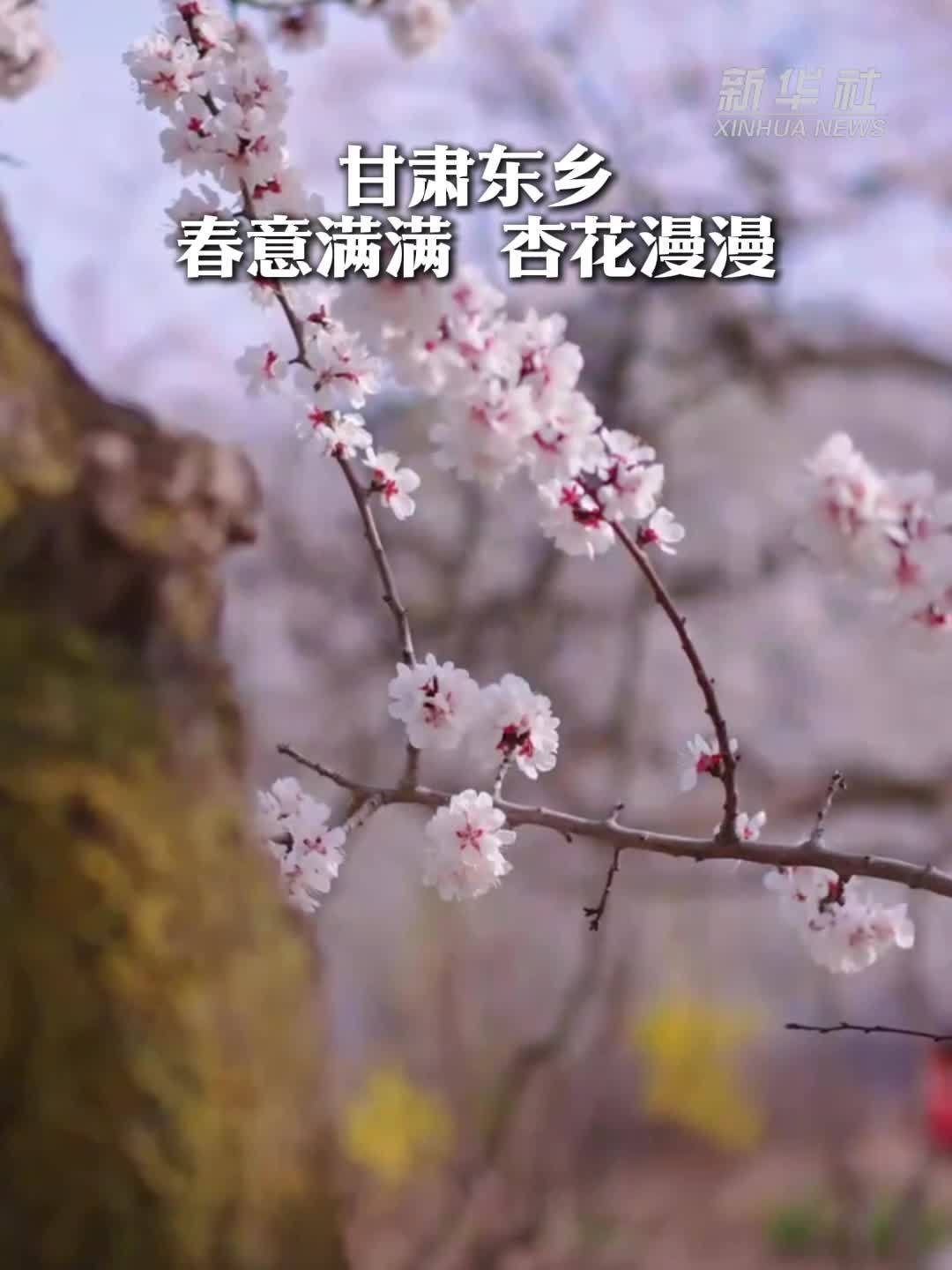 春信已至！甘肃东乡杏花正当时