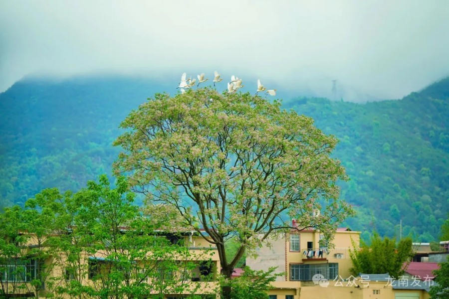 龙南县:白鹭赴春约 春耕正当时(图)