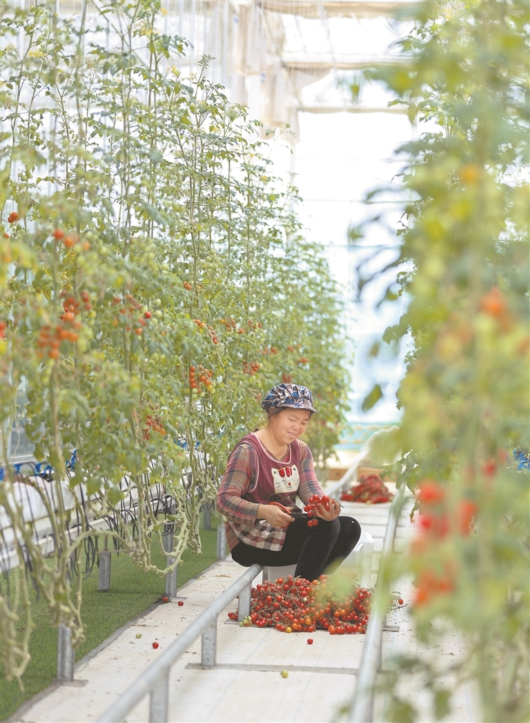 瑞昌发展高品质设施农业 保供应促增收（图）