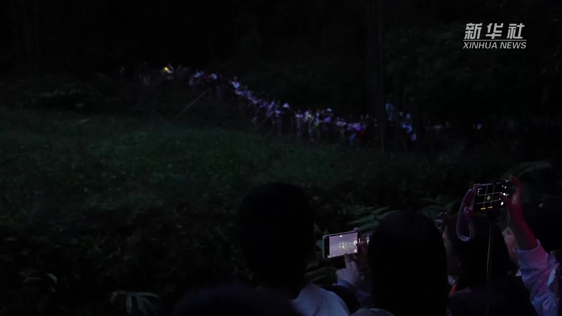 四川青神：萤舞竹海 春夜星河