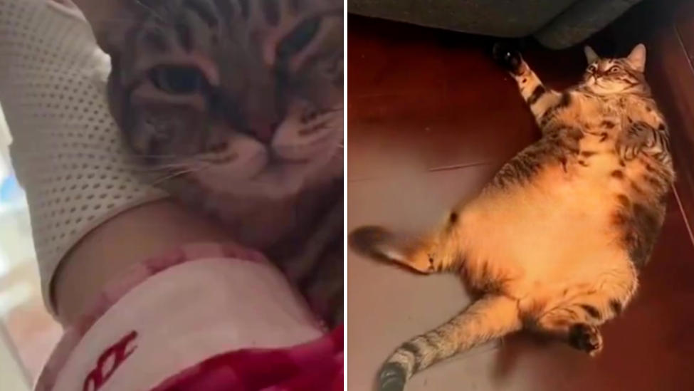 女子一觉醒来手腕骨折，“凶手”竟是15斤重猫