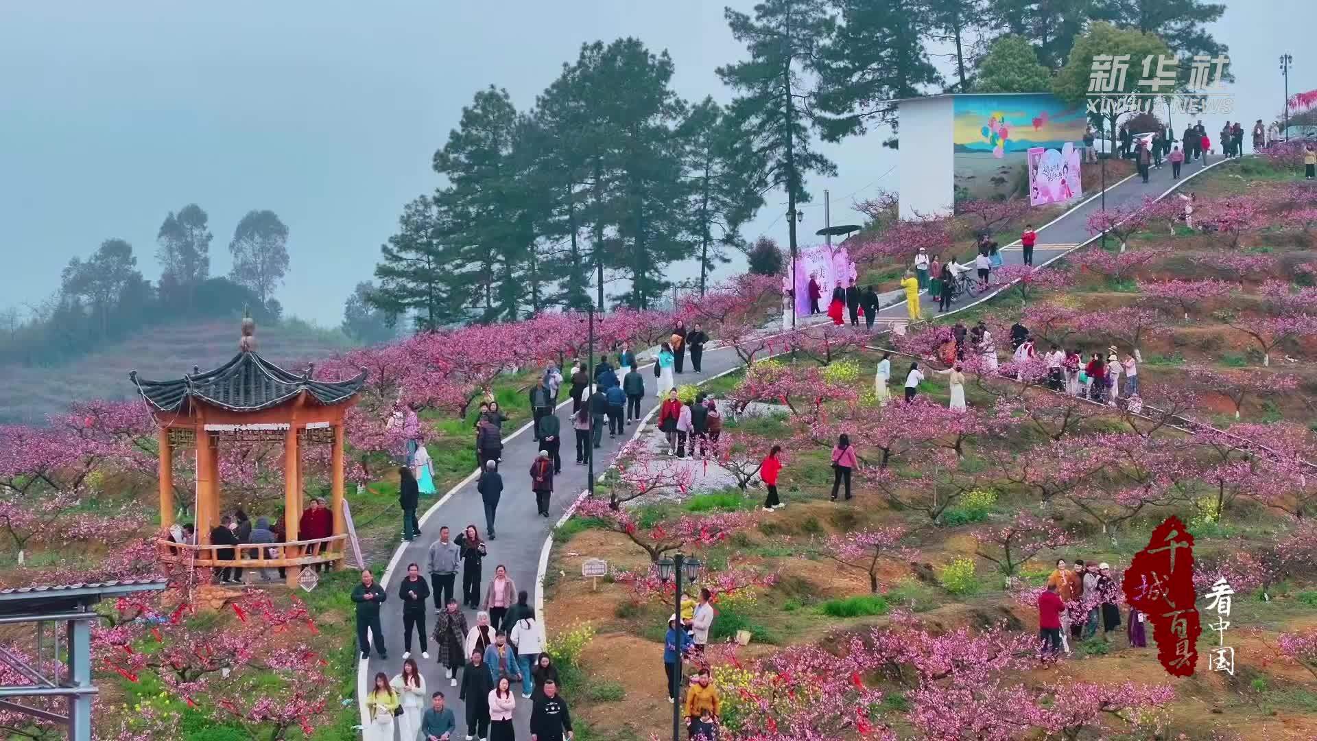 千城百县看中国·赏花季丨湖南邵阳：桃花漫野引客来