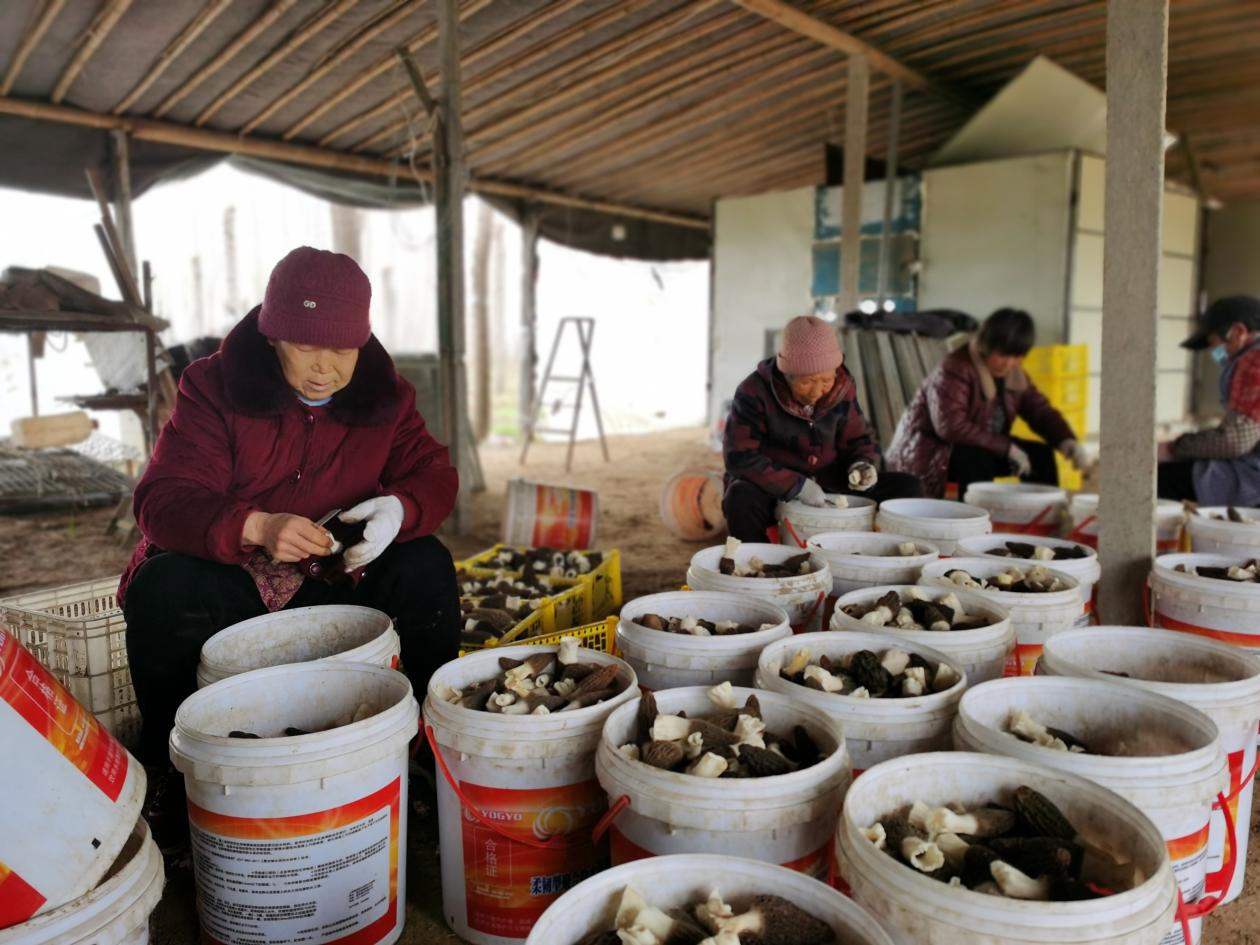 点绿成金,徐州睢宁“林下经济”为何能蓬勃发展?