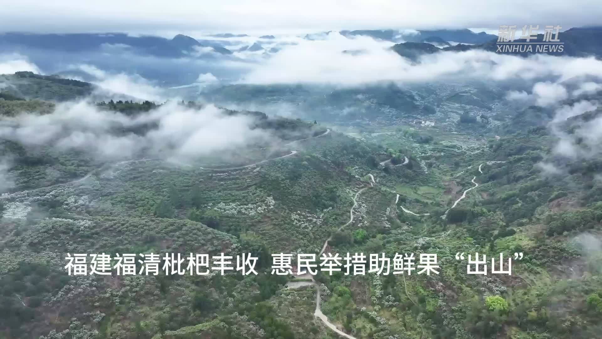 福建福清枇杷丰收 惠民举措助鲜果“出山”