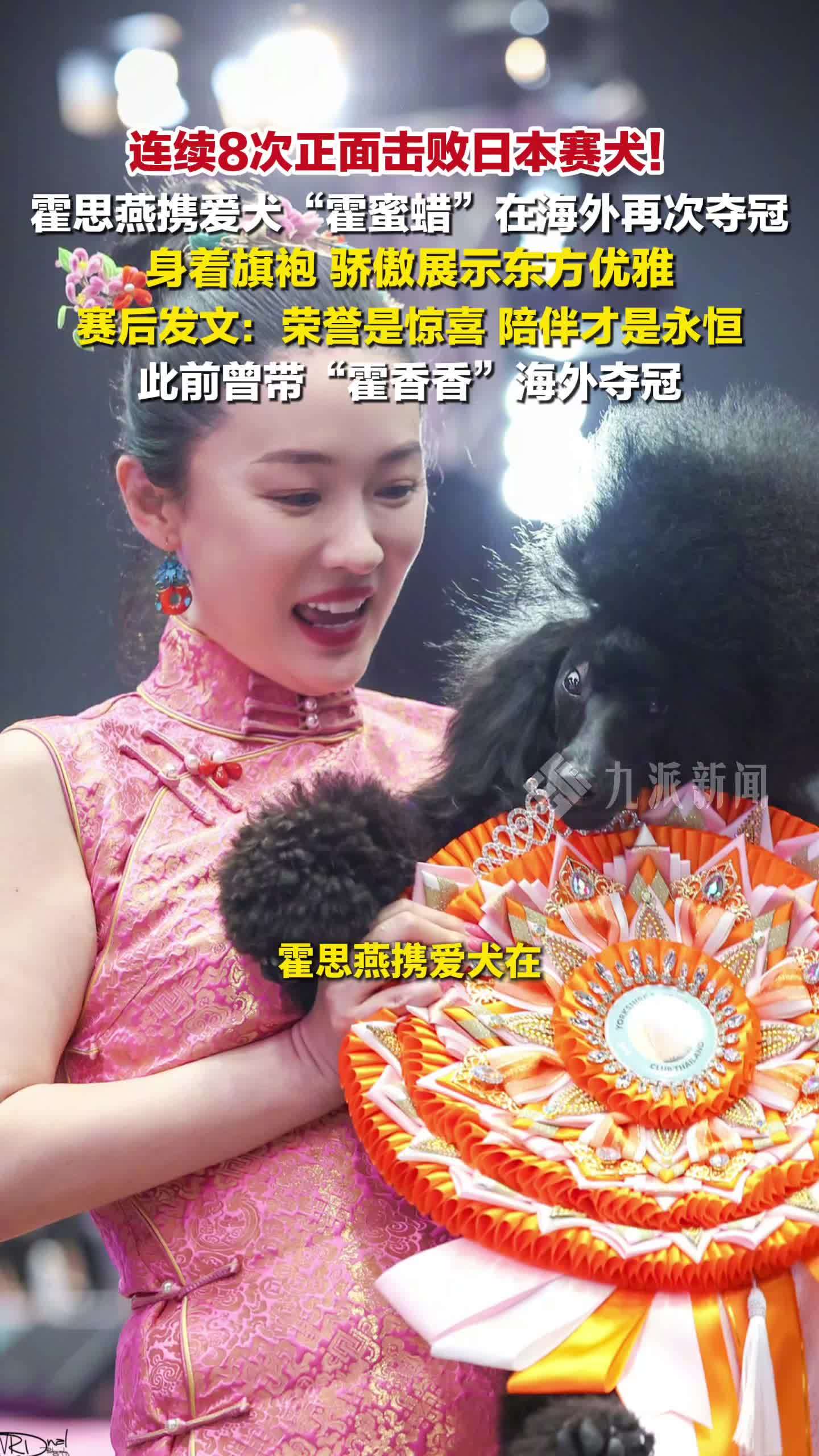 连续8次正面击败日本赛犬，霍思燕携爱犬霍蜜蜡在海外再次夺冠