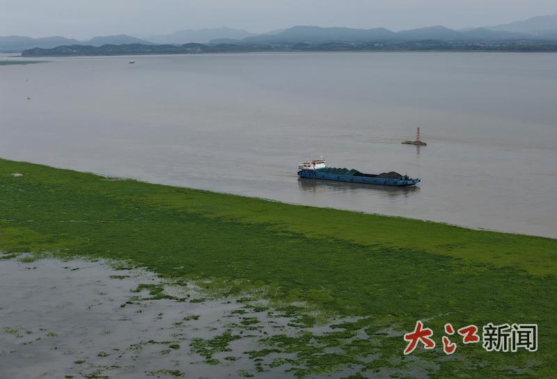 随着水位的上涨，鄱阳湖的草洲淹没，为鱼儿的繁衍提供了理想的场地。