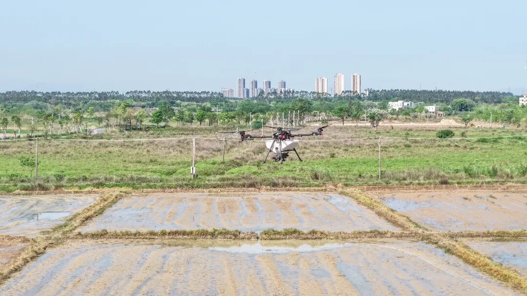 图：植保无人机按照预设航线在连片的水田上自动作业