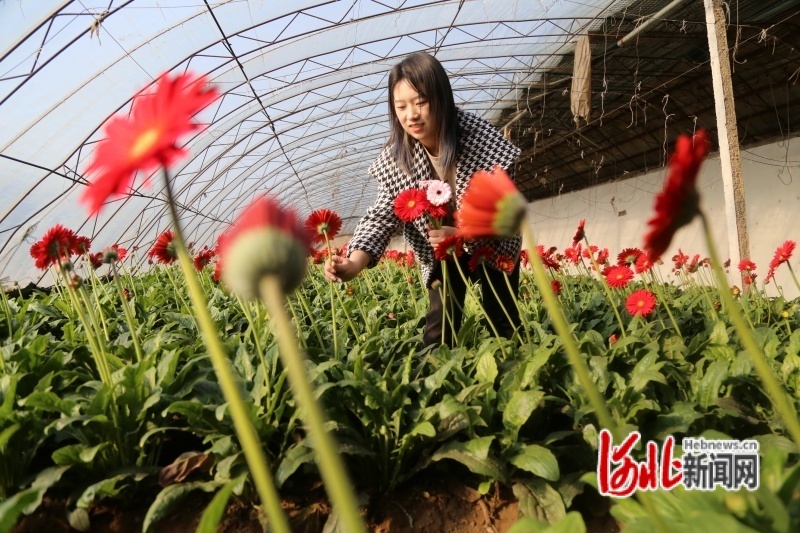 游客在采摘鲜花。吴海民摄