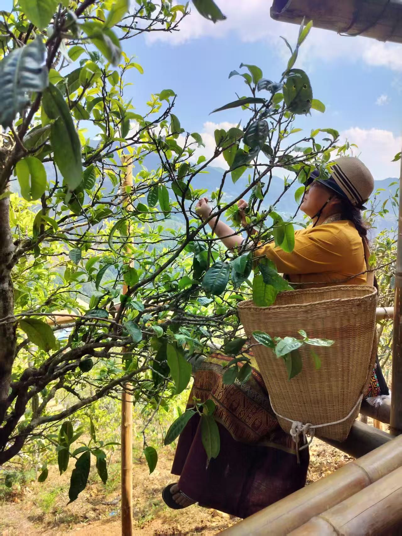 为爱入山，以茶为命：“寻山君”胡兆熊的云南茶山二十四年