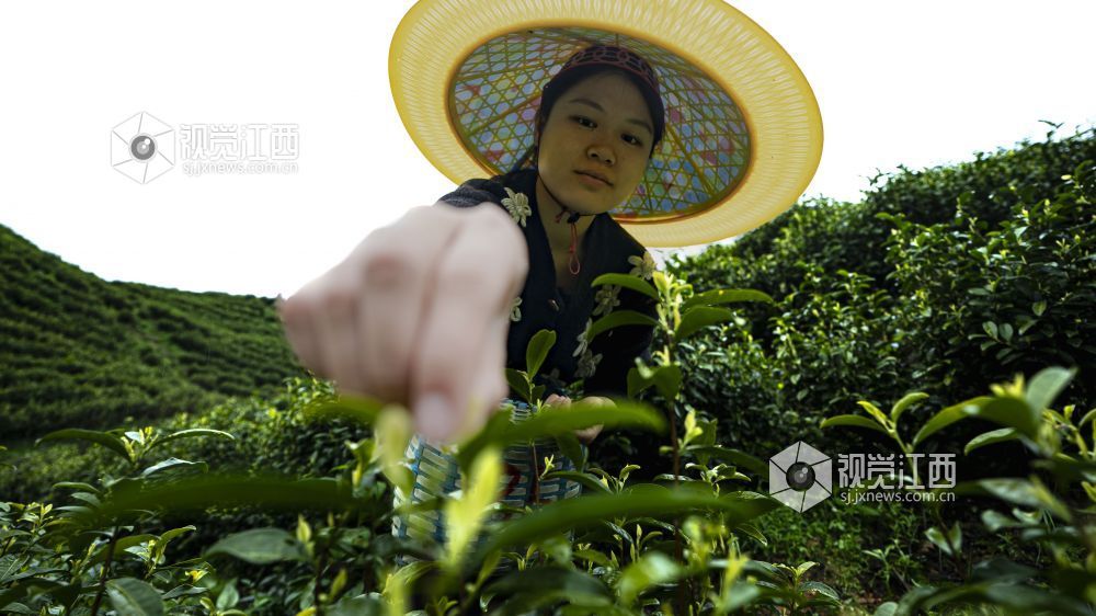 春风送暖,茶香满园。眼下正值春茶采摘的黄金时节,吉水县乌江镇余江村的千亩生态茶园里,漫山遍野的茶树吐露新芽,翠绿欲滴,茶农们穿梭在茶垄间,开启了一年一度的春茶采收工作,勾勒出一幅春日丰收的美丽画卷。