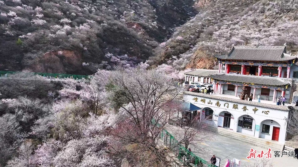崆峒山桃花盛开吸引大批游客打卡