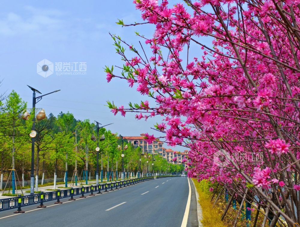 江西分宜：菊花桃盛开 添彩暮春光（图）