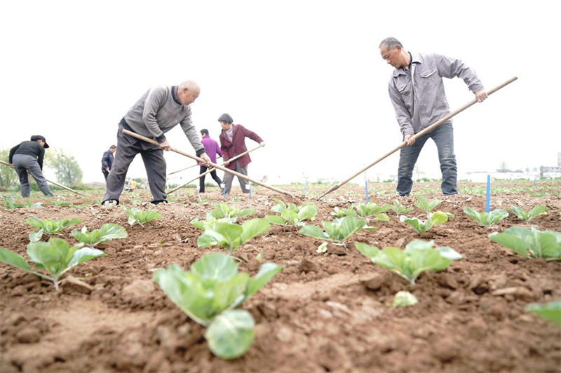 4月8日，邢研种业有限公司员工在甘蓝种苗田间除草。