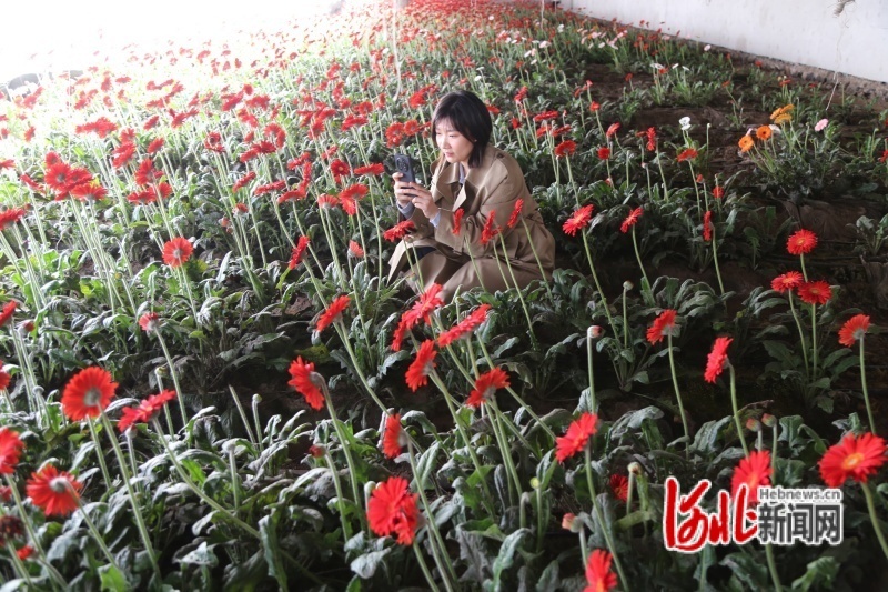 党员志愿者在花棚内用手机拍摄助农营销资料。吴海民摄