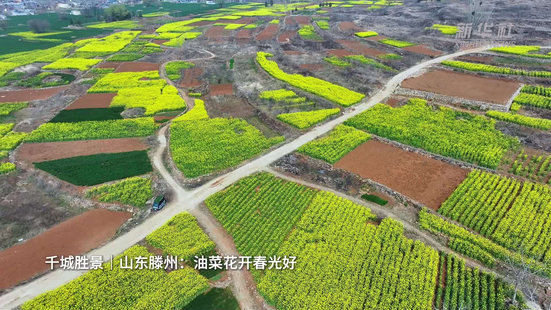 千城胜景｜山东滕州：油菜花开春光好
