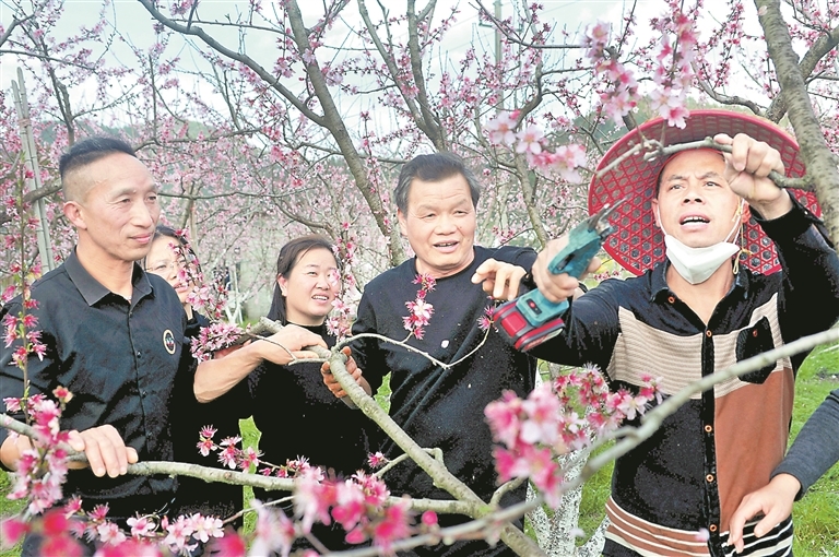 3月25日，德兴市昄大乡港首村一黄桃种植基地，来自浙江衢州的果树种植“土专家”正在指导农户进行桃花授粉、防虫及日常管理。特约通讯员 卓忠伟摄