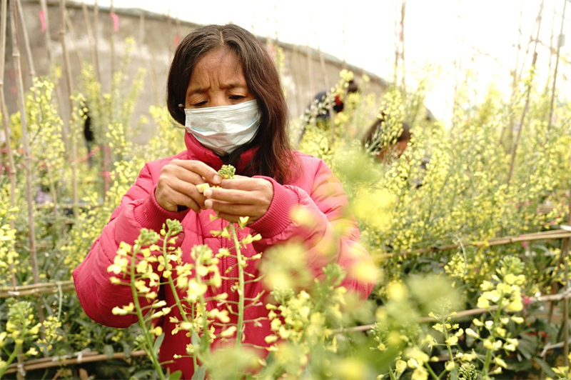 4月8日，邢研种业有限公司员工在管理甘蓝种苗。